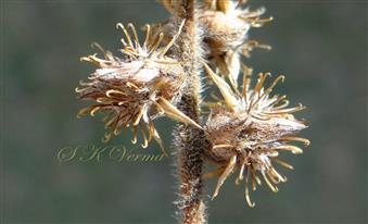  Burrs